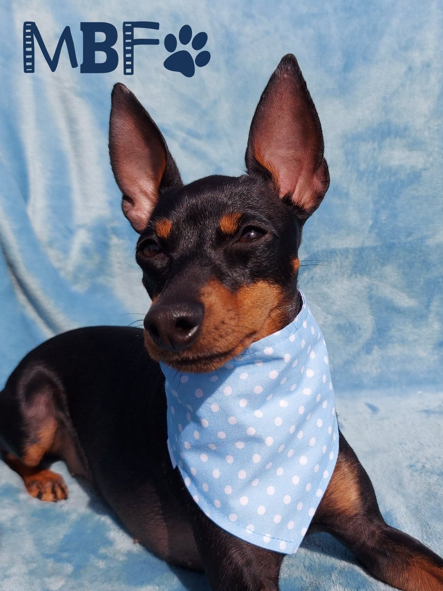 MannMadeCrafts's tweet photo. Blue polka and roses press stud bandana.
#MondayVibes #DogsofTwittter #mondayblues #englishtoyterrier https://t.co/KldX5fIP1t