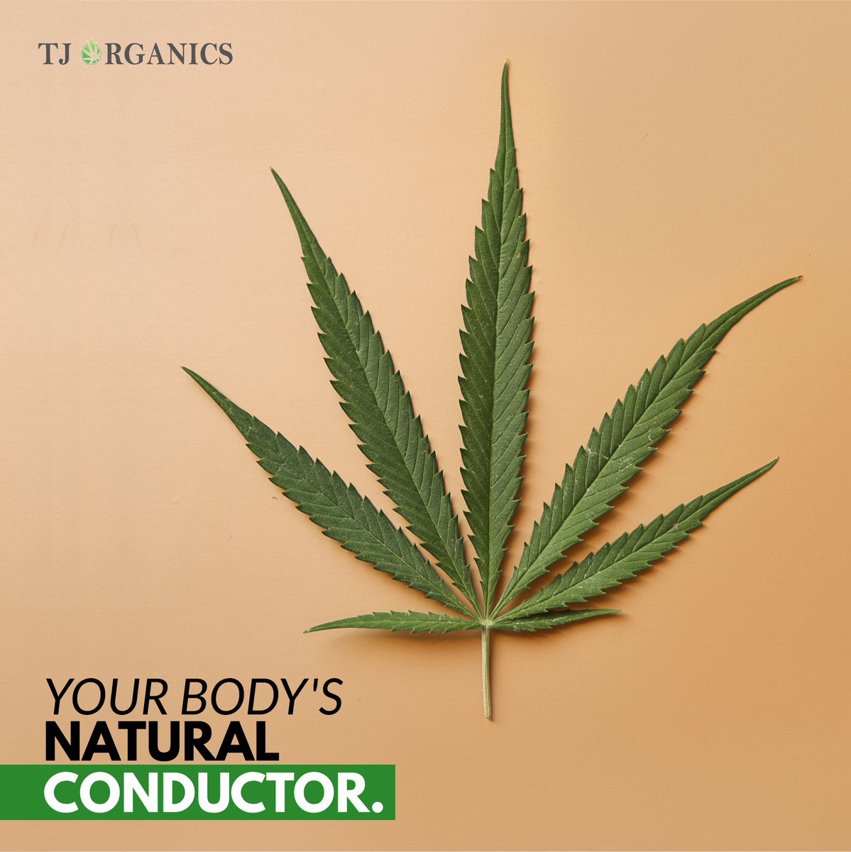 OrganicsTj's tweet photo. Your ECS (Endocannabinoid System) is a critical part of the body’s natural biological makeup, helping orchestrate your mood, memory, sleep, stress, and overall health and well-being. CBD helps replenish the deficiencies in your ECS to get you feeling like your best self. https://t.co/mWOygXOw8J