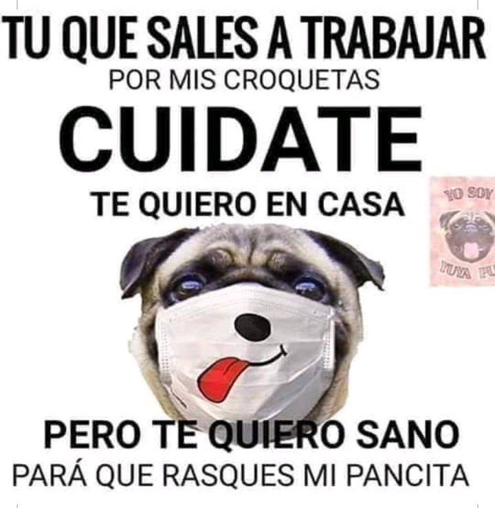 indietvmx's tweet photo. #INDIEtv Viral.

Hay que seguir cuidandose, los perritos nos esperan.🐶 https://t.co/zKDB4AWdyk