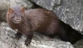 We’ve had reports of mink-like prints by the river near Hounslow Heath.  Mink are a voracious predator – they are a particular risk to water voles and also likely to hit the duckling population - Please let us know if (and where / when) you spot one along the river corridors!