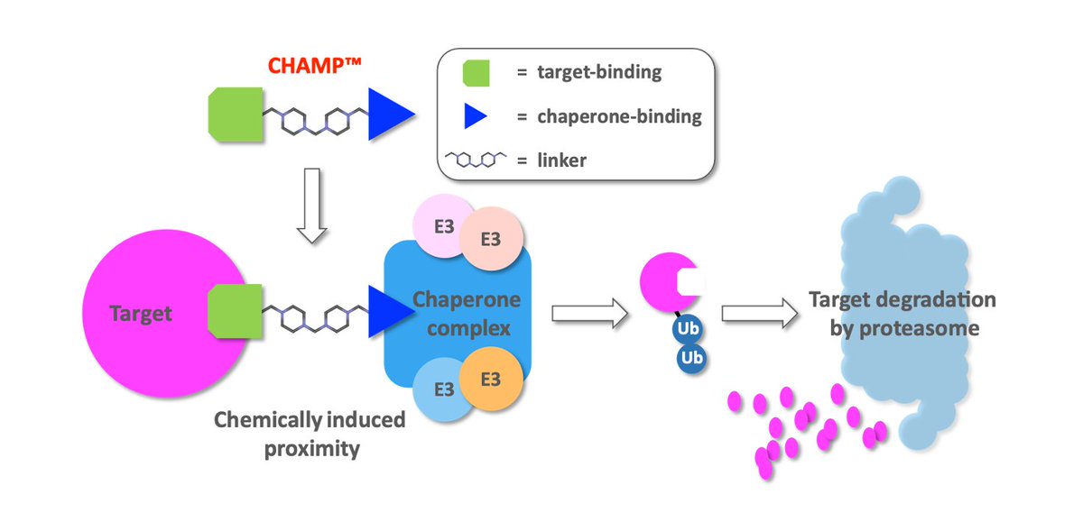PRESS RELEASE: Ranok will present a poster at the <a href="/AACR/">AACR</a> Annual Meeting on Saturday 10 April 2021: 
“Chaperone-mediated protein degradation (CHAMP): A novel technology for tumor-targeted protein degradation” (Poster #971) 
#AACR21 ranoktherapeutics.com/newsdetail.htm…