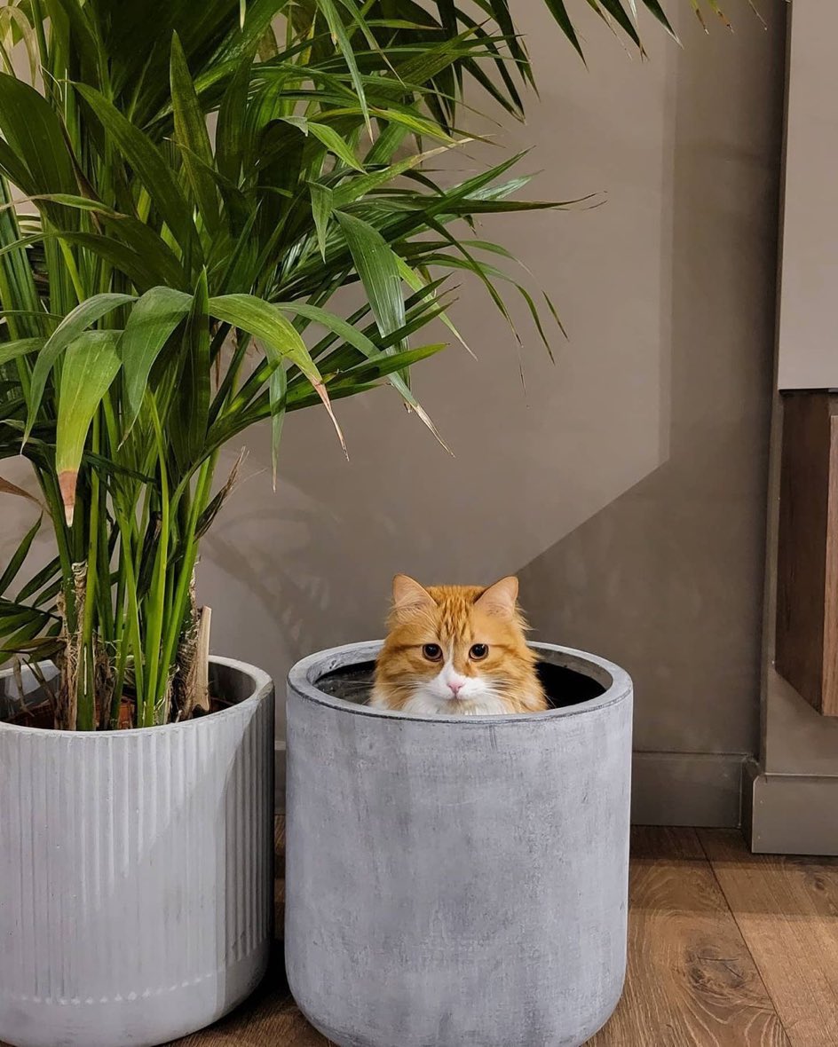 sonunda kedi tohumum patlamış