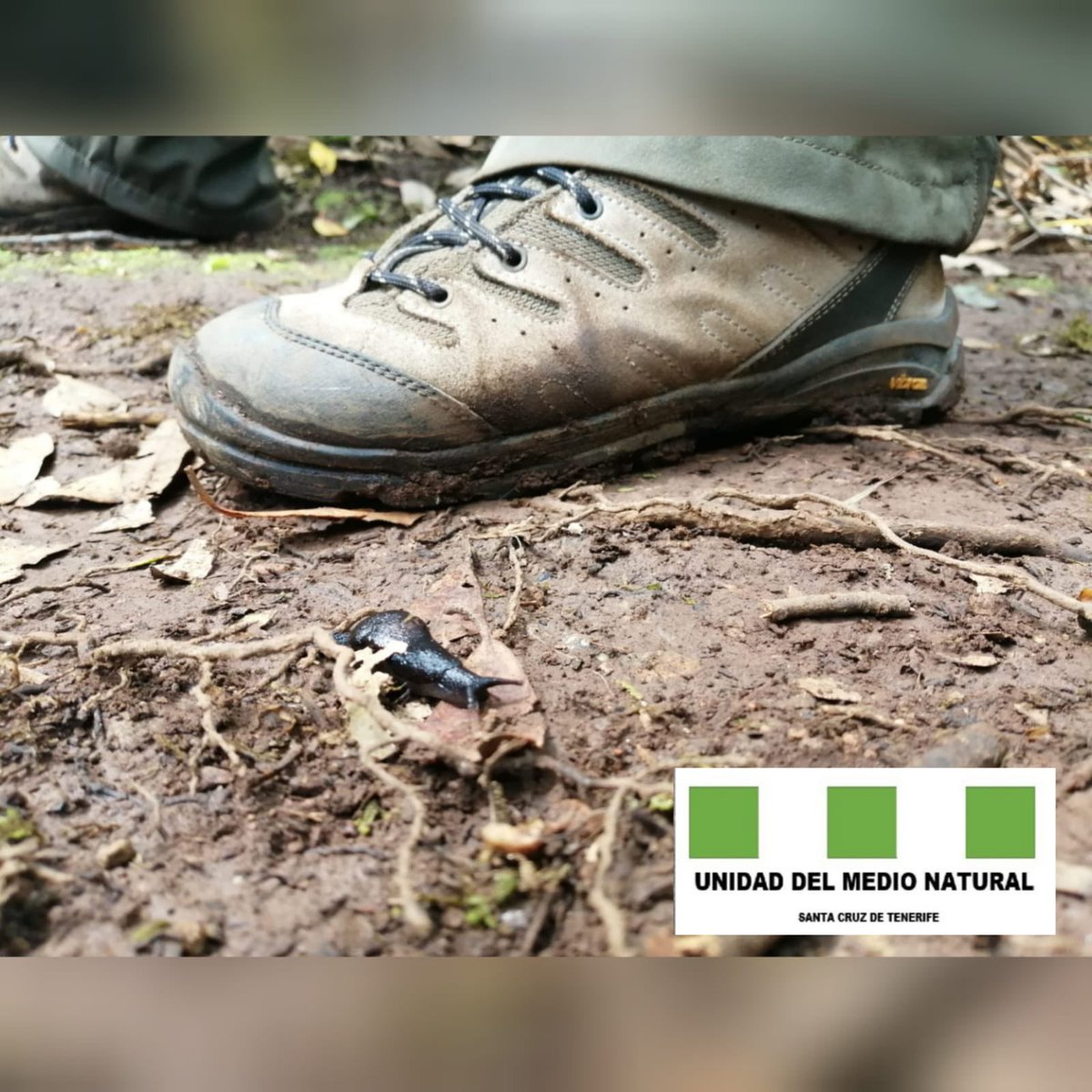 ⚠️ Recomendaciones <a href="/UMEN_SC/">Unidad Medio Natural</a> para senderistas:

👣 En tus próximas rutas por #AnagareservadelaBiosfera aprovecha y #MiraAbajo 👀 🐞🐛🌱🦗

¡Descubrirás un mundo fantástico!

<a href="/santacruz_ayto/">Ayuntamiento de Santa Cruz de Tenerife</a> <a href="/DistritoAnaga/">Distrito Anaga</a>