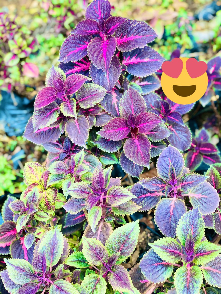 StephaAbdul's tweet photo. Me and my love for plants 🪴 and flowers 💐 I love nature.

If you’re in Abuja and you’re in need of any form of gardening 🧑🏼‍🌾 and landscaping reach out to me. I can design the exterior and interior of your home. Trust me you won’t regret it.

Here are a few shots taken by me 😍 https://t.co/7bWQs2g8G2