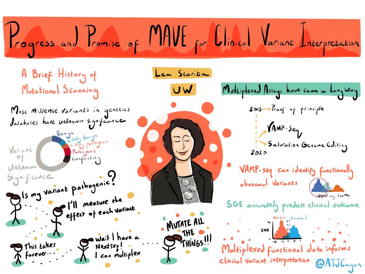 Center for the Multiplex Assessment of Phenotype (@cegs_cmap) on Twitter photo Lea Starita on the progress and promise of Multiplex Assays of Variant Effects for clinical variant interpretation #varianteffect21 <a href="/lea_starita/">Lea Starita</a> Lea Starita on the progress and promise of Multiplex Assays of Variant Effects for clinical variant interpretation #varianteffect21 <a href="/lea_starita/">Lea Starita</a>