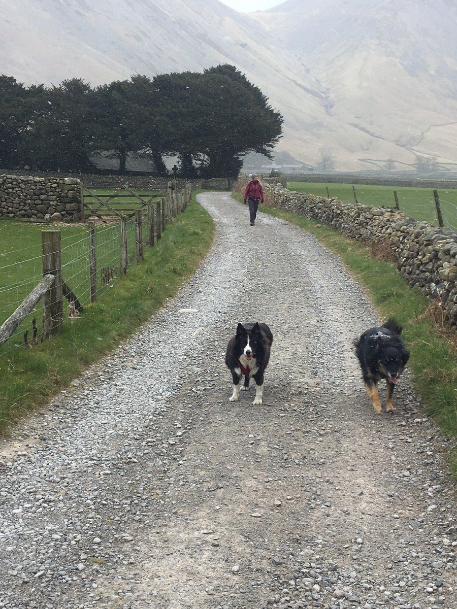 mistyneedy's tweet photo. Had another super day in the #LakeDistrict #Cumbria #wastwater @Nightowl400 @NWDogRescue @BCTGB https://t.co/aiQ2Y8xYDX