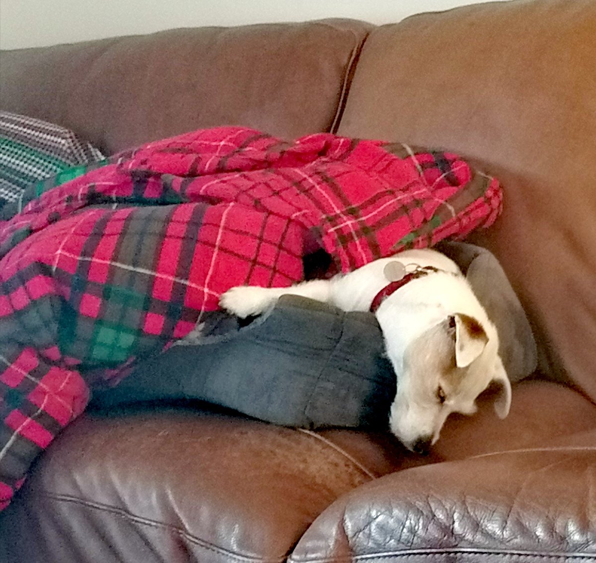 I az requested extra blankies wiv de wever 🌨 not sure where de luverly ☀ went?