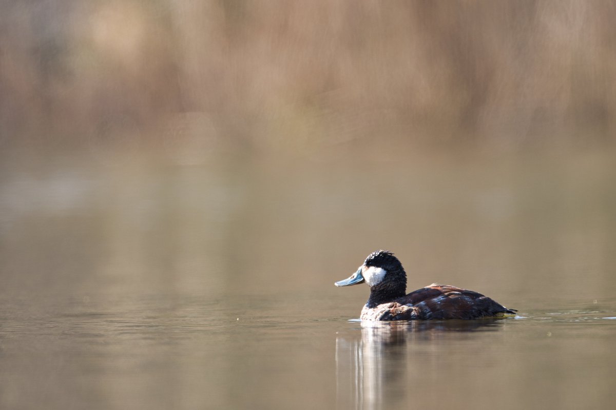 JohnReedPavan's tweet photo. A ruddy duck on Harlem Meer this morning in Central Park.
#ruddyduck #duck #bluebill #cute #divingduck #waterfowl #birds #birding #birdwatching #nature #wildlife #harlemmeer #centralpark #shotoncanon #sigmaphoto #luminarai #nycparks #nycpbirds #naturephotography https://t.co/ywNBN5N9zJ