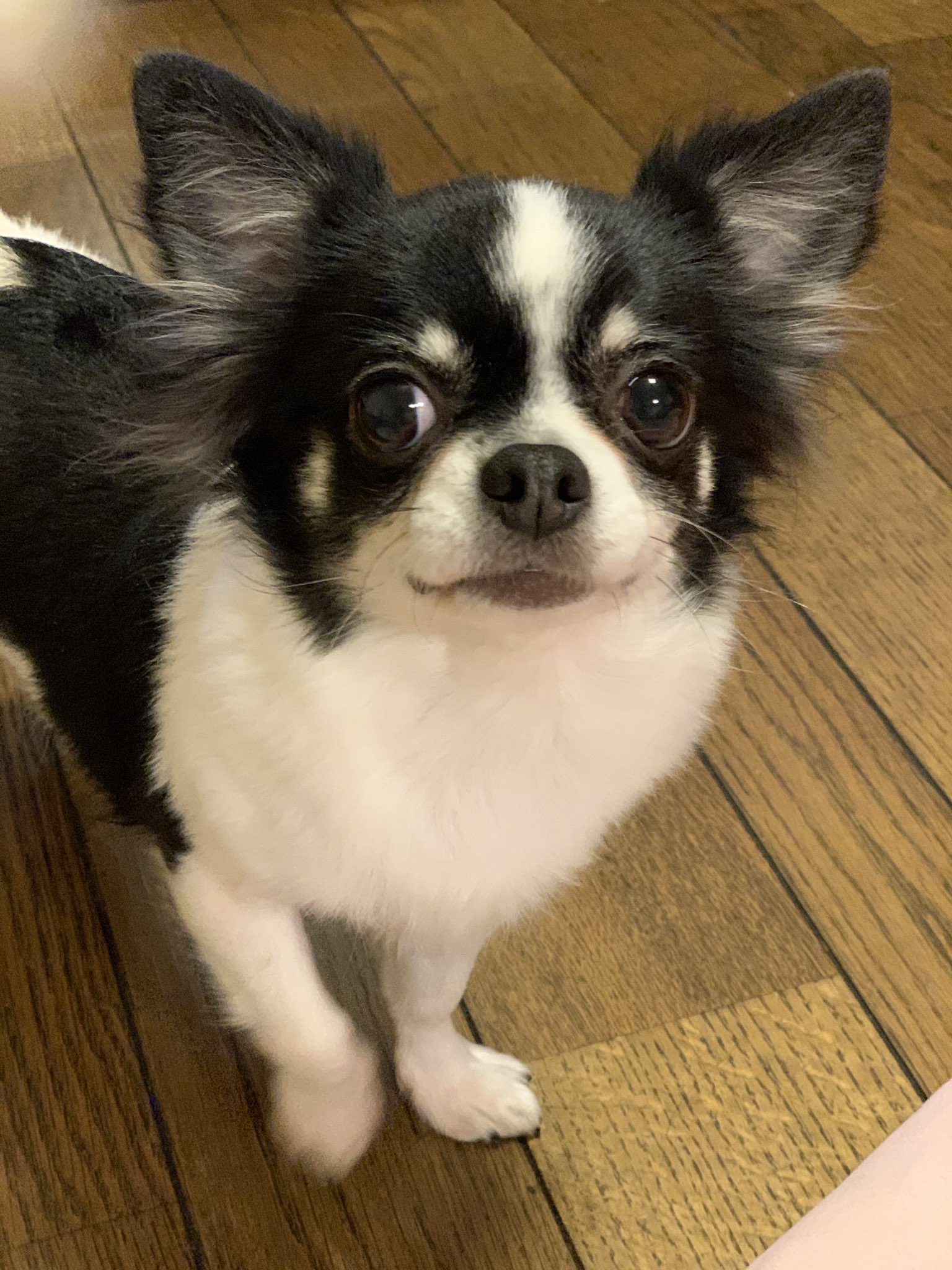 さくら かわえつ Narcawa Twitter