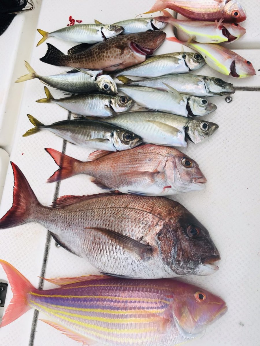 イトヨリダイ のtwitter検索結果 Yahoo リアルタイム検索