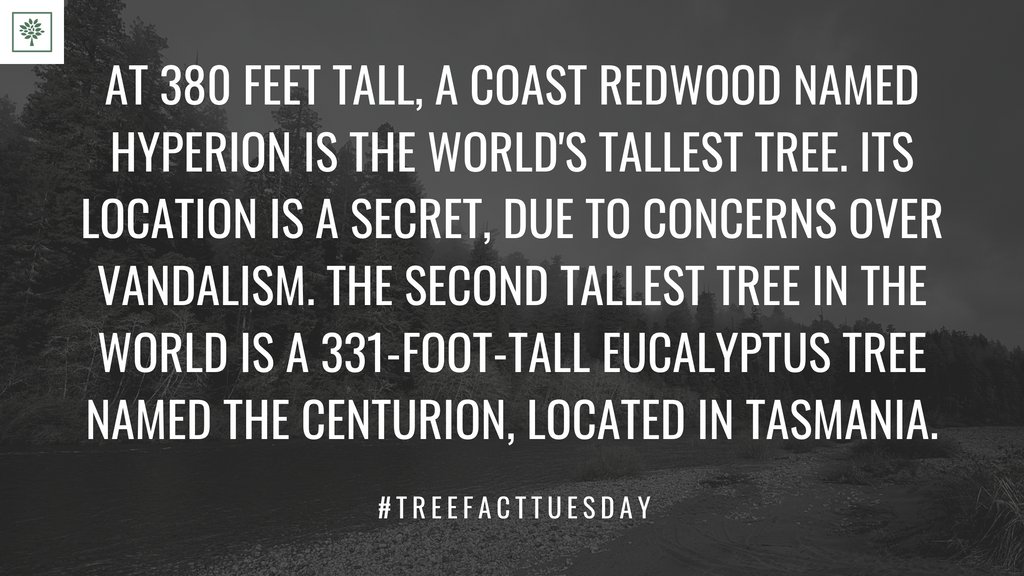 TreesForBooks's tweet image. #treesforbooks #treefacttuesday