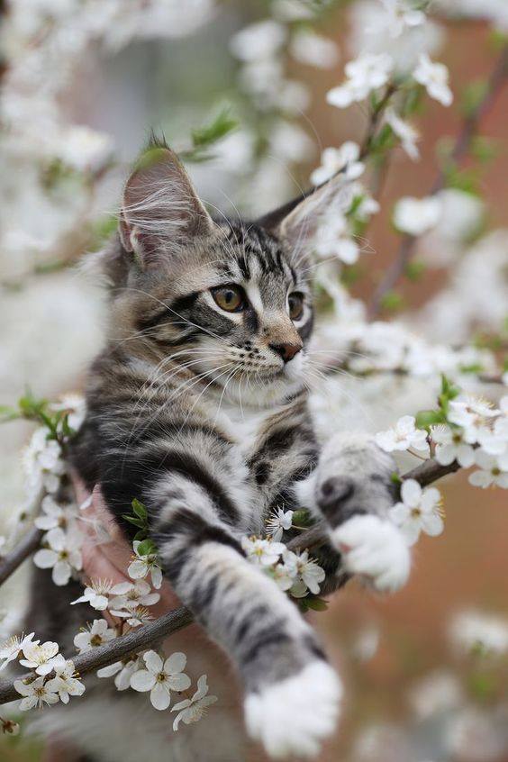 SharonSrock's tweet photo. Tuesday's SERIOUSLY CUTE https://t.co/aYzZUNKm4L