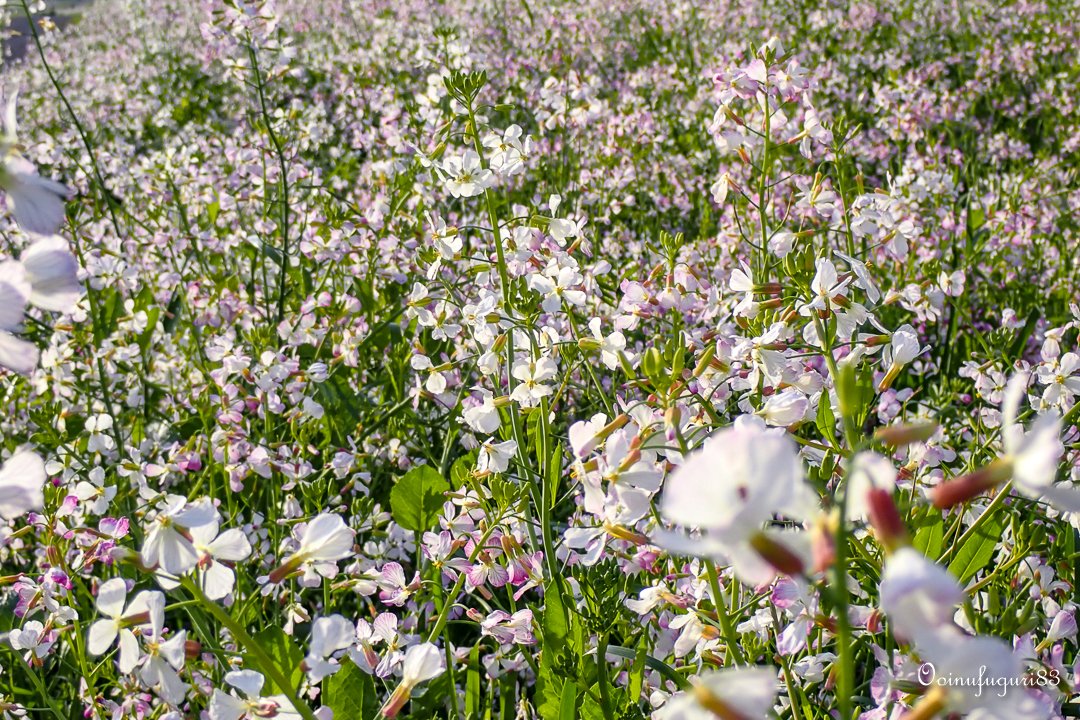 大犬 ᦍ 堤の浜大根の花 華やかな花絨毯も そろそろ花仕舞いの様です ハマダイコン 浜大根