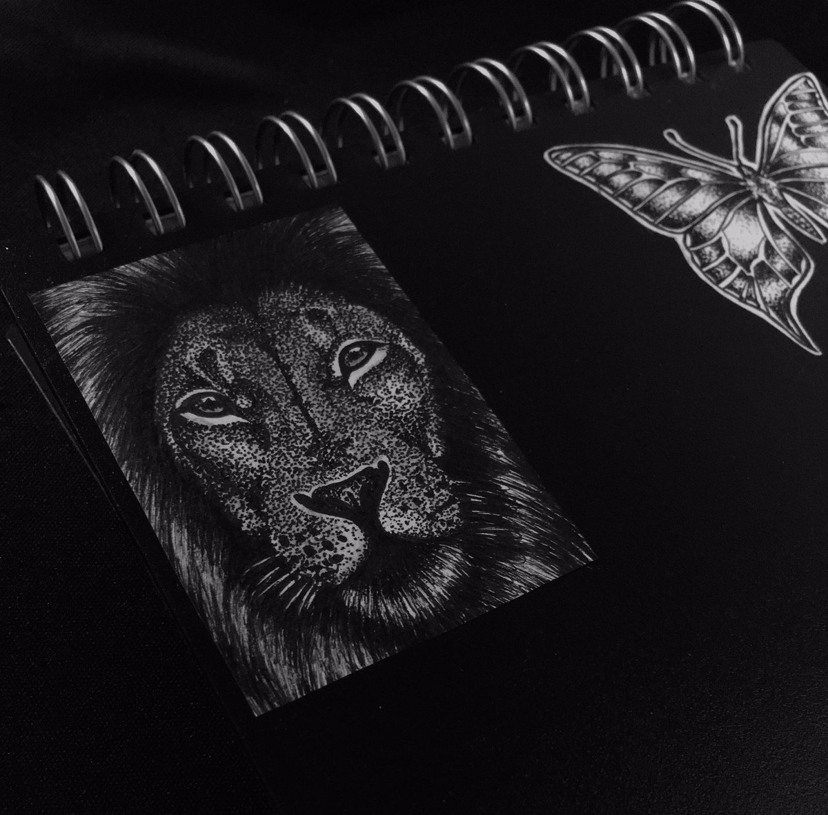 Florch2001's tweet photo. el gatito🦁 https://t.co/bVwccp35I5