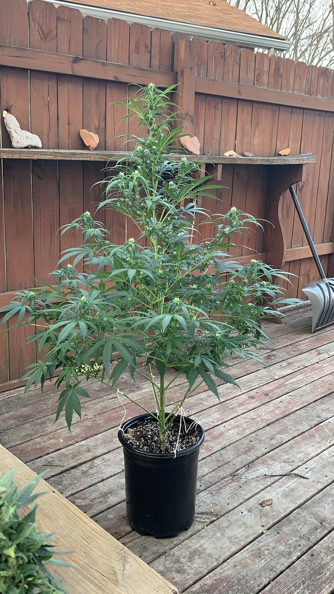 RonTheDogTrainR's tweet photo. #BlueDreamAuto
#growyourown https://t.co/vwmFEnVoVy