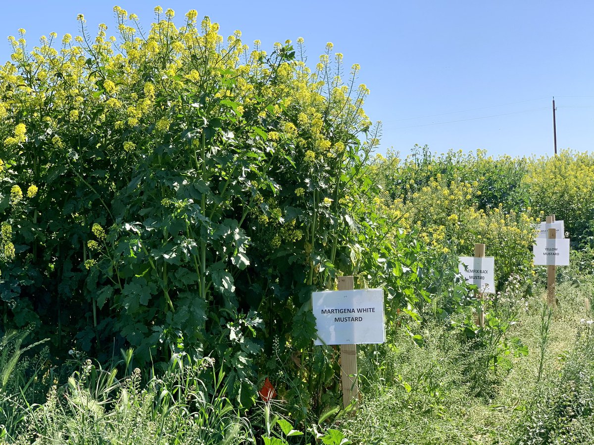 A helpful showing of cover crop varietals and mixes in Colusa County today. Thanks to Sarah Light of UCCE Sutter-Yuba and Liz Harper of Colusa RCD for organizing.