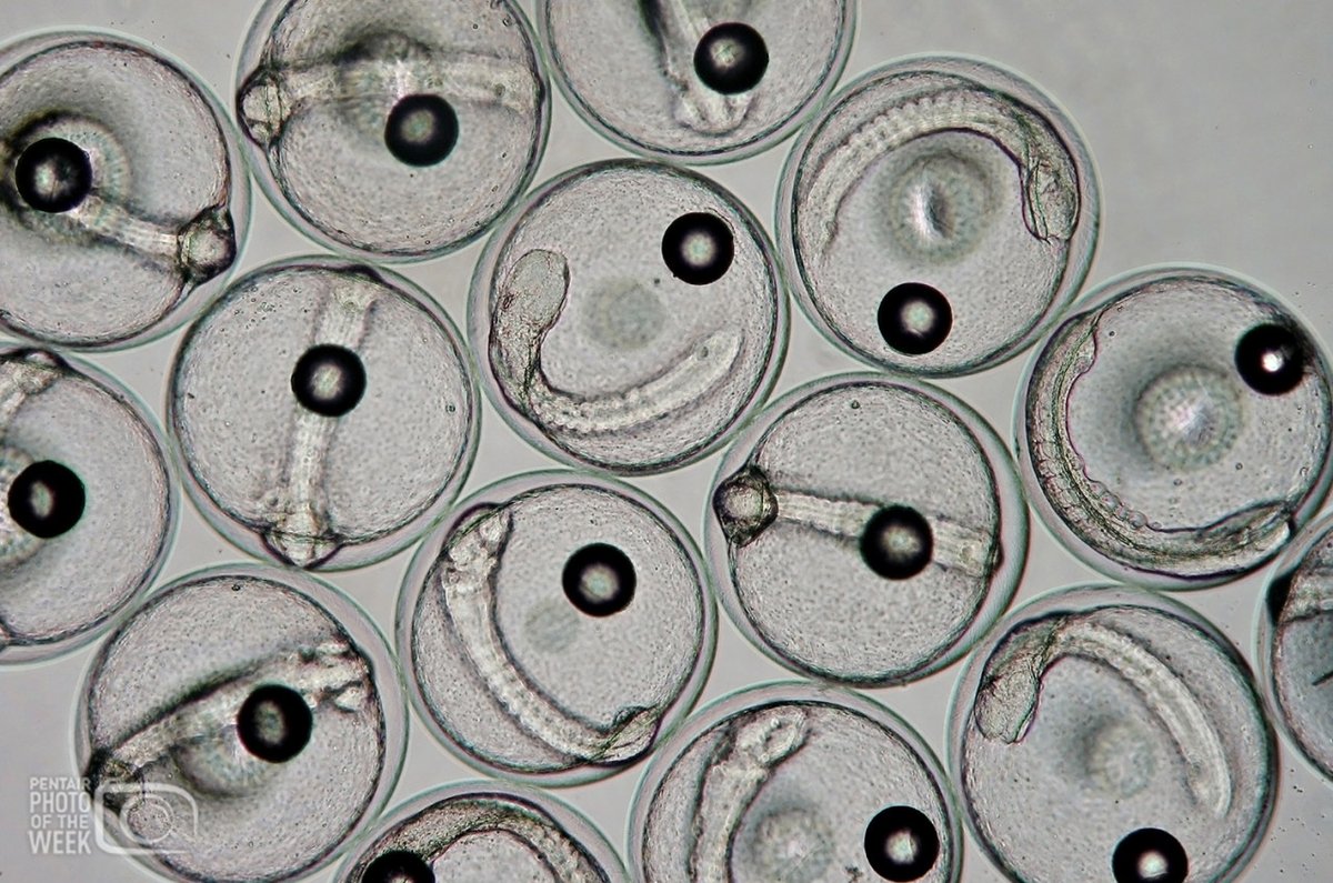 PentairAES's tweet photo. In our Photo of the Week, we take a (very) up-close look at sea bream eggs growing in a #fish #hatchery.
Take a peek inside #ThePentairLife
#microscopephotography #aquaculture #fishfarming #ras #fishgeek #fishery #hatchery #fishfarmers #sustainablefood https://t.co/IIsJCgr18R