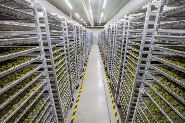 MedisunInc's tweet image. A look into one of our #TeamMedisun dry rooms.
.
.
#cannabiscommunity #greenhouse #strains #sativa #marijuanaindustry #marijuanagrowers #cannabiscultivators #cannabisgrowers #ontariogrown #medicinalherbs #ontariogrowers #canadiancannabis #cannabisconnoisseur #cannabislove