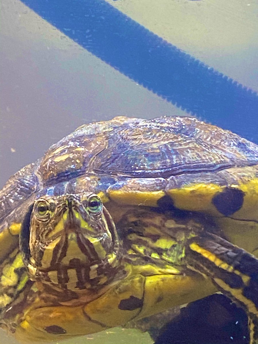 CUHeatherKay's tweet photo. Last year, Albert our beloved turtle got really sick. After 6 months, 8 operations, 3 feeding tubes & an obliterated credit score (mine) - I’m delighted to announce this gorgeous boy had his first swim & proper meal last night. We’re beyond ecstatic. #TurtlesOfTwitter #PetWin https://t.co/DwWfDDy4KU