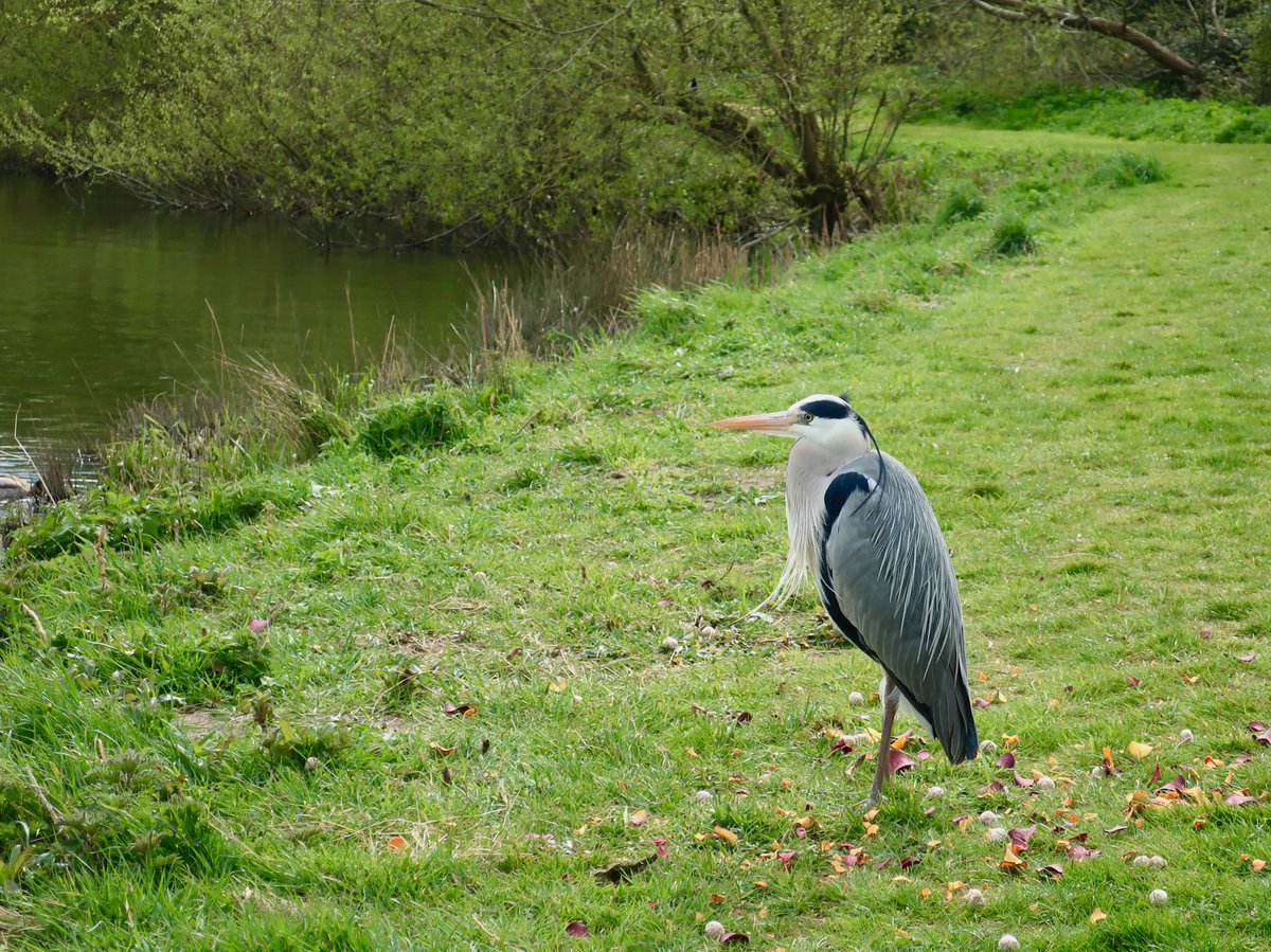 Met this guy on my morning walk. No need for speech, both lost in our own thoughts.