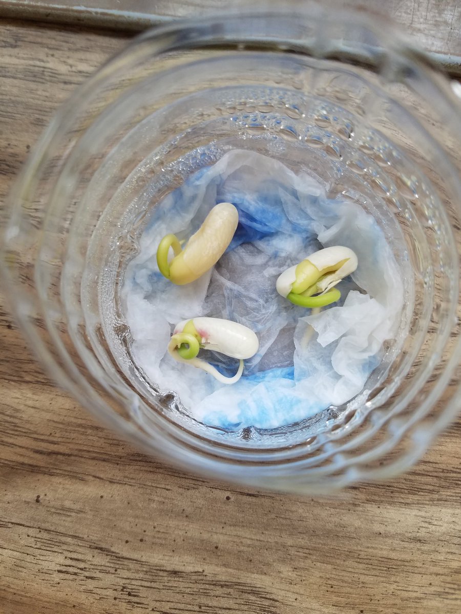 EpicsHaiti's tweet photo. The Hydroponics Team - update 

On the week 11 we are now able to see a progress on the beans germination. Beans from the model four, the ones that are placed on paper napkins and water, are now sprouting!!!! #EPICSPurdue https://t.co/KwWvLA4ac1