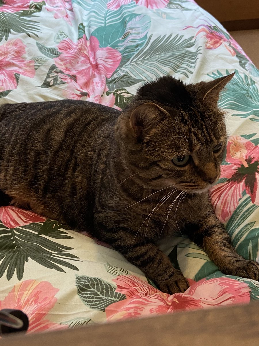 I am a scruffy head!! ❤️🐻❤️