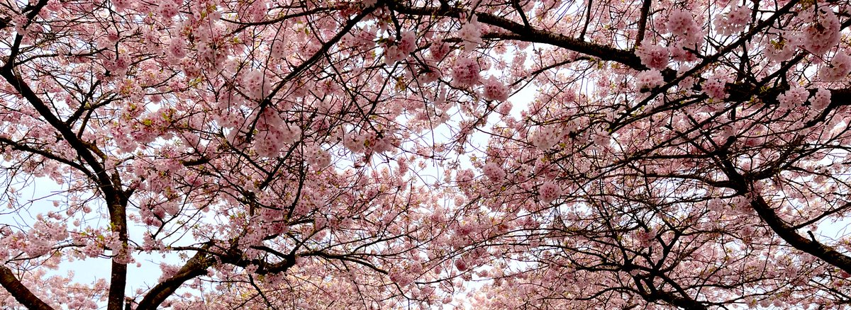 SideStreetMaps's tweet image. @tedwheeler @PortlandSapporo Looking forward to when we can reunite with our international friends and partners! For now will just keep looking to these precious sights for inspiration. #PSSCA