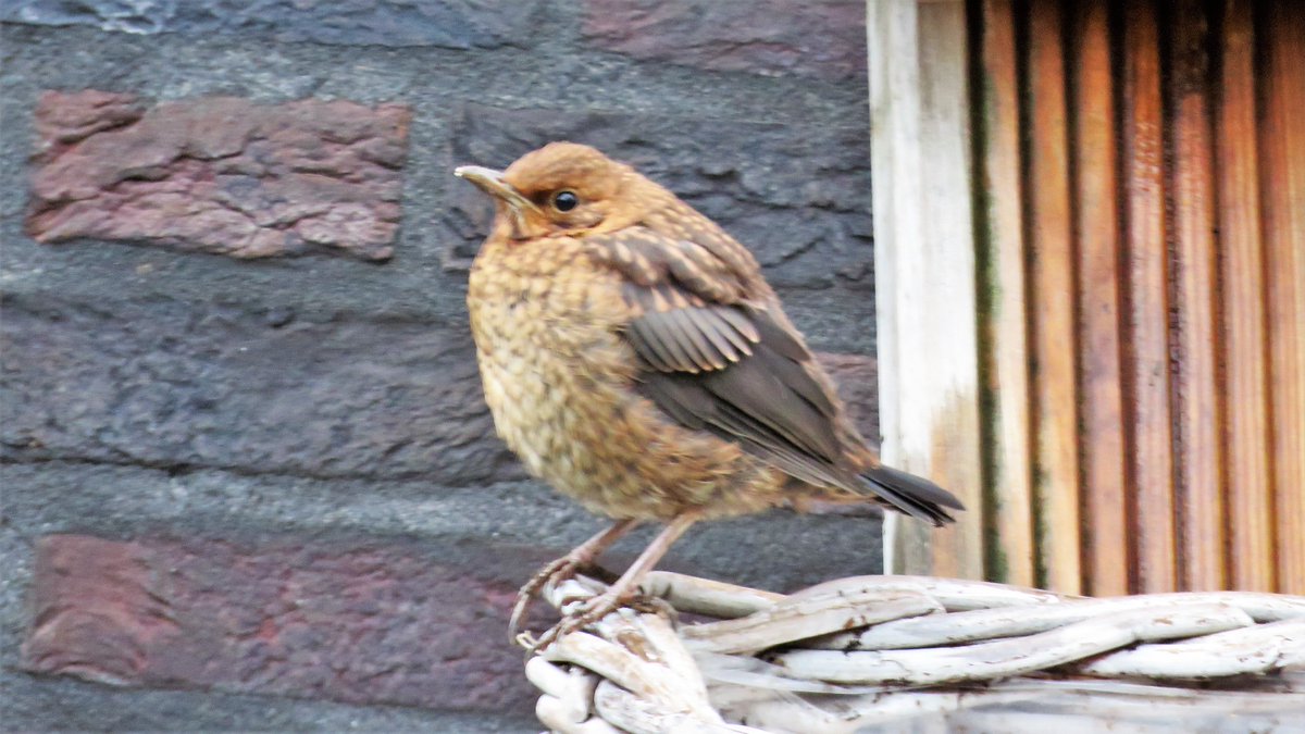 inja5248's tweet photo. #Peij #MiddenLimburg 6 april 2021  
mooi #merel jong in mijn tuin
@vogelnieuws 
@NatureTodayNL 
@VroegeVogels https://t.co/IGUWEBeXbH