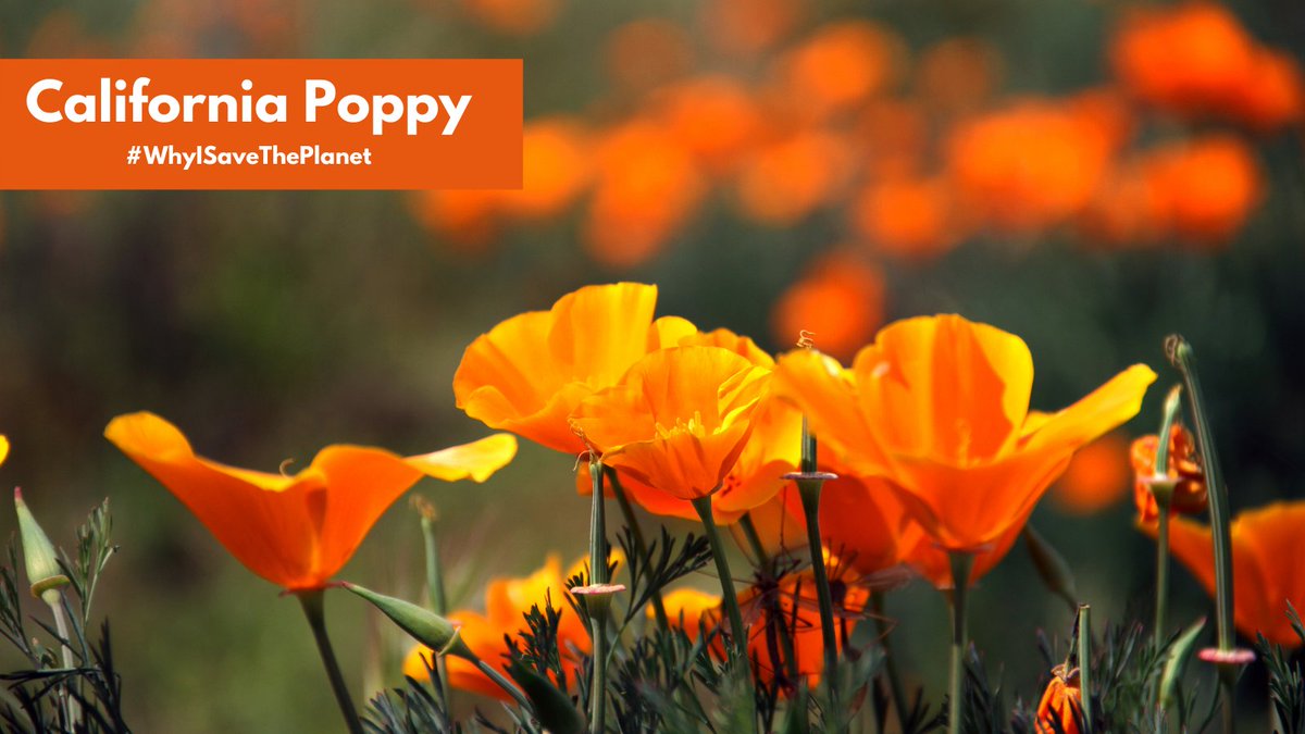 As we get closer to #EarthDay, post a pic or video showing what motivates you to protect the future of this planet–and use the hashtags #WhyISavethePlanet #HowISaveThePlanet. Maybe it's protecting our state's flower, the beautiful California Poppy. #CaliforniaPoppyDay