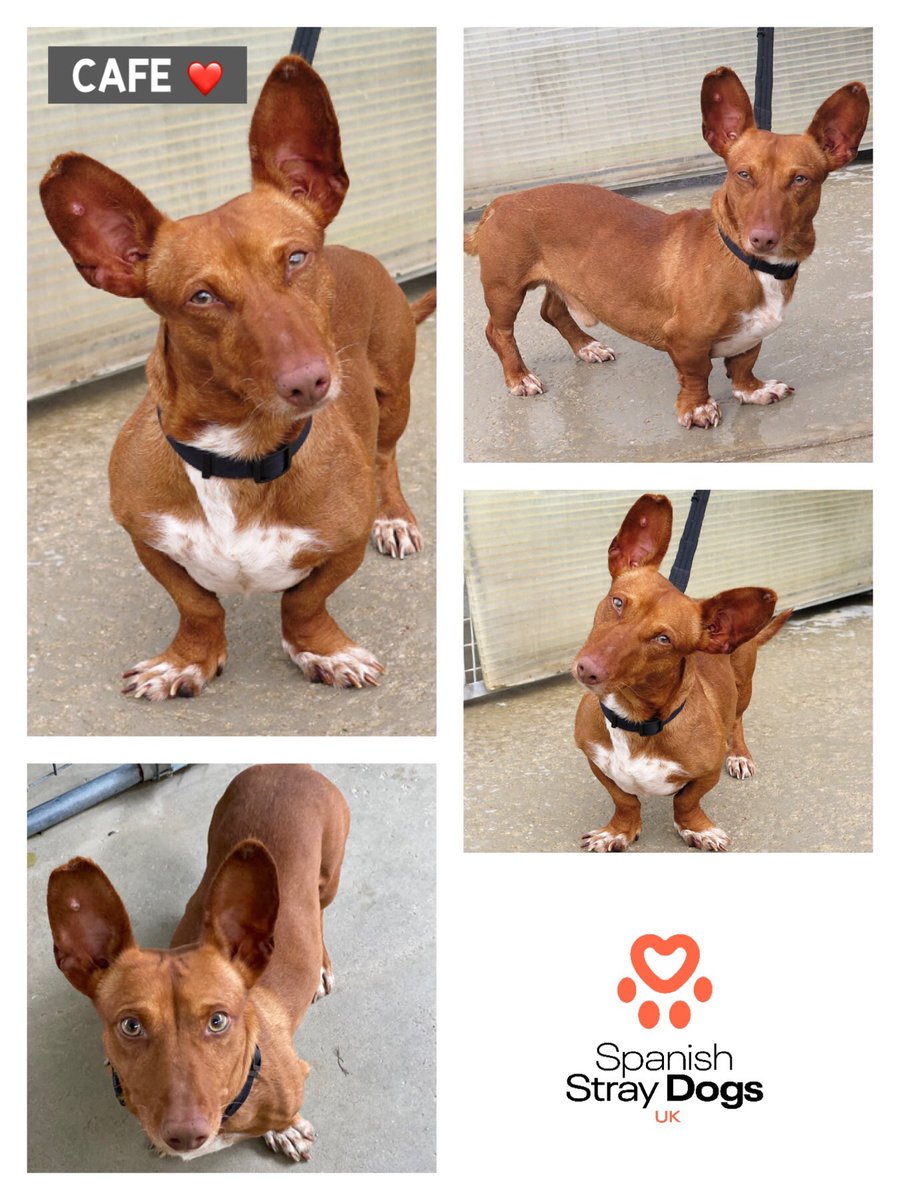 spanishstray's tweet photo. CAFE ❤️
Gorgeous little sausage, #Podenco #Maneto recently arrived, approx 11 months, quick preview, super cute isn't he, not too big, not too small. More info. will follow on website soon.
https://t.co/t0RMY0lFy0
Adoptionteam@spanishstraydogs.org.uk
#RehomeHour #RescueDog https://t.co/YxY0t2BCg1