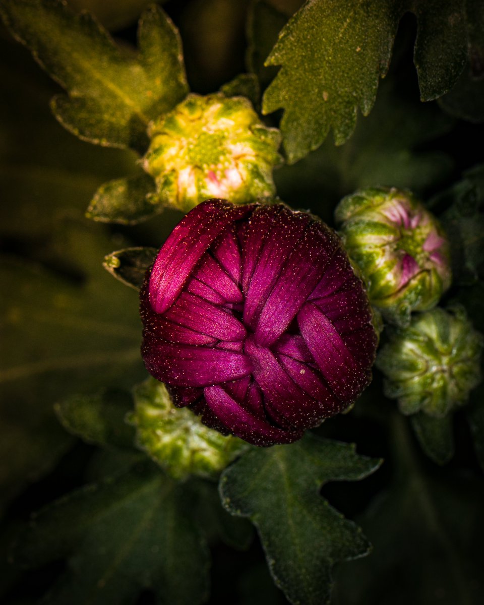 imzaki1994's tweet photo. A beautiful process of becoming.
#canon #Llens #100mmf28l #77d #macro #photographylovers #photographylife #canon77d #1macroshot #macro_royals #macro_captures #magicmacroworld #cairo #egypt #garden #Green #bloom https://t.co/WbNelQ2yPr