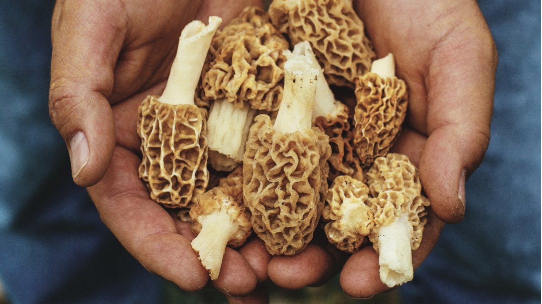 filson's tweet photo. How to Make a Dutch Baby with Foraged Morel Mushrooms
Recipe: https://t.co/ohnutpF4MX
#FilsonFood https://t.co/l9ss5T0Pp0