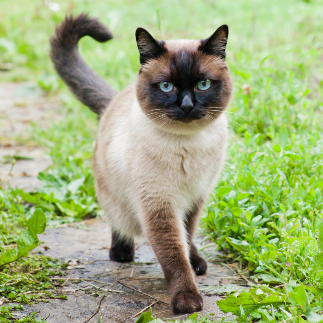 maventracker's tweet photo. Happy #NationalSiameseCatDay 😺 https://t.co/a1eC07svUR