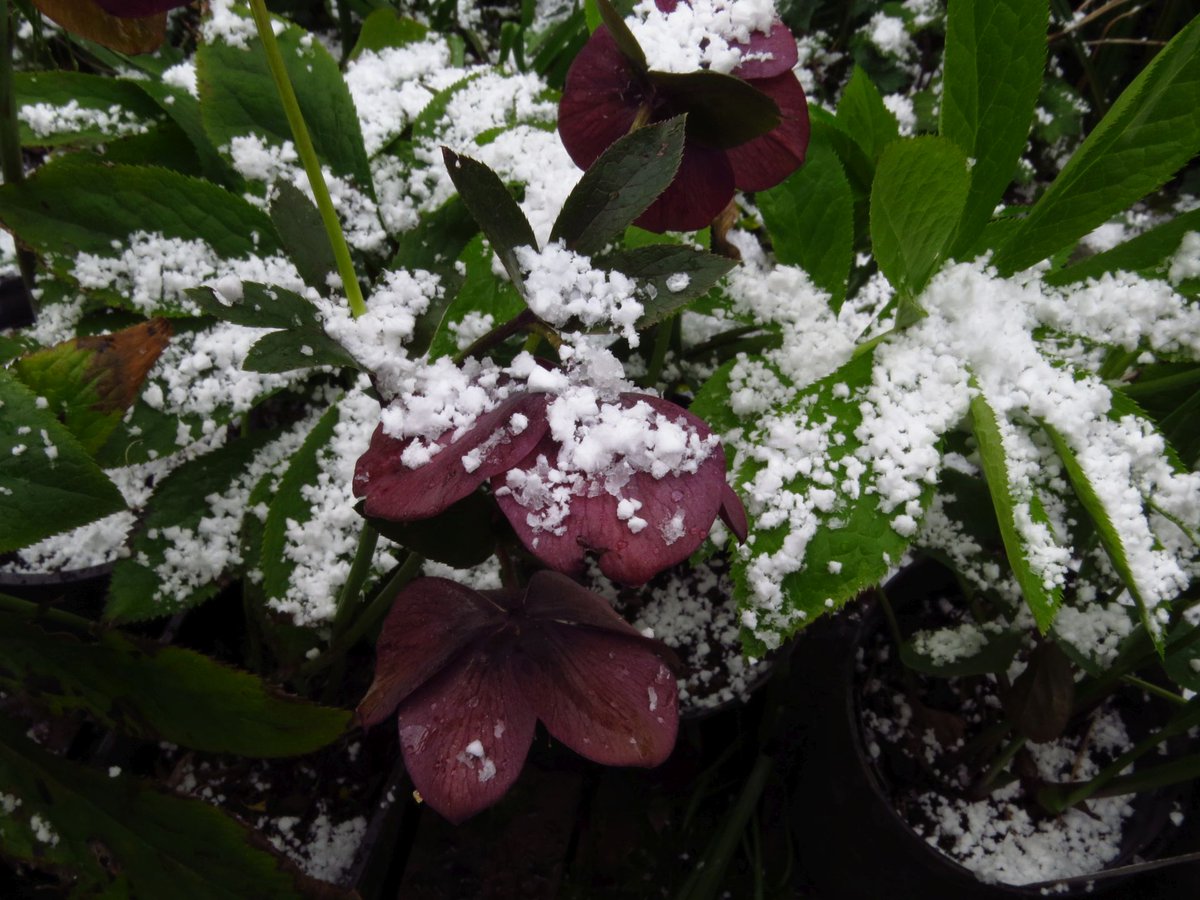angegarrod's tweet photo. set 2 #uksnow #ukweather @BBCWthrWatchers #eastersnow #flowers https://t.co/2g6r6v1nzI