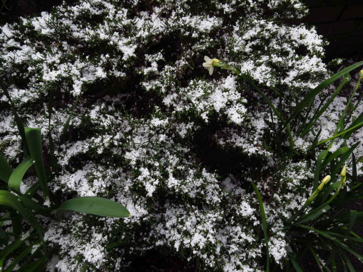 angegarrod's tweet photo. set 3 #uksnow #ukweather @BBCWthrWatchers #eastersnow #flowers https://t.co/ZqKPbBeQlt