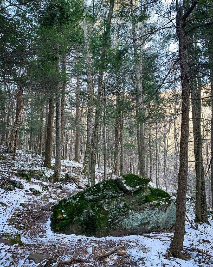 TotalCatskills's tweet photo. One of my favorite parts of the #DevilsPath is the last 1.55 mile trail section near its western terminus in #Spruceton. It’s easy hiking alongside a brook and through magical woods dotted with giant glacial erratics like this one. https://t.co/mPU09yszRv https://t.co/5FszsjwfPj