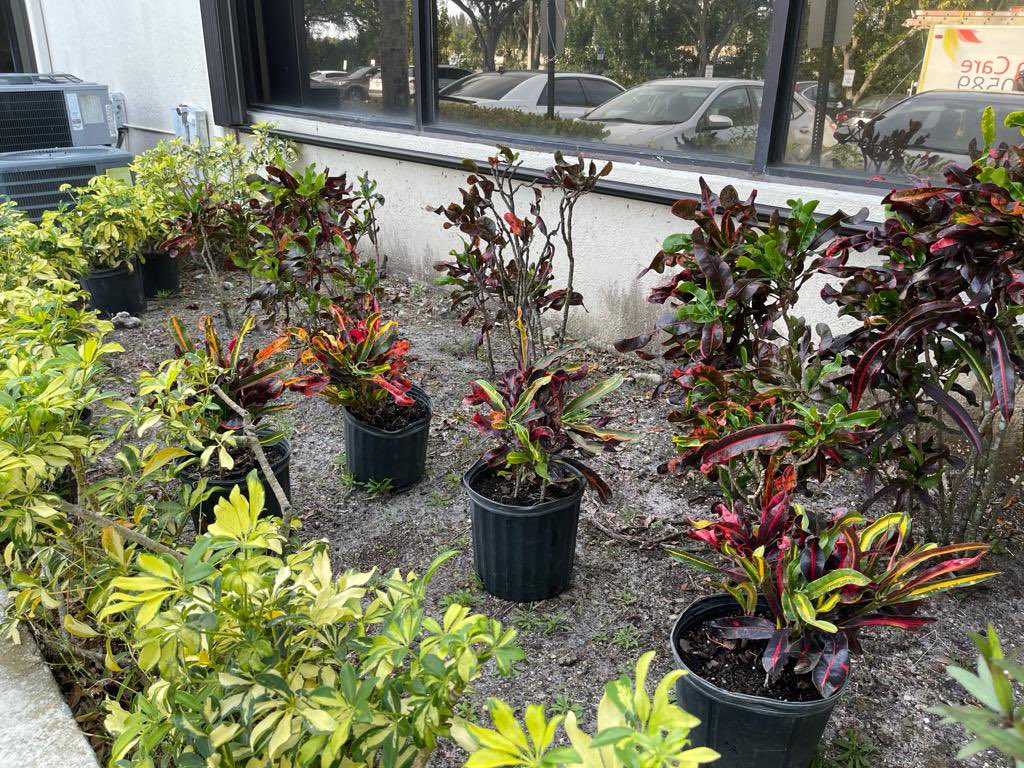 GCSdevelopGroup's tweet photo. Landscape #Commercial 😍#landscapeinstallation #landscaping #mulch #landscapingservices #landscapedesign #landscapestyles #landscapedeveloper #miramarfl #pembrokepinesfl #westonfl #sunrisefl #daviefl #fortlauderdaleflorida #coralspringsfl  Call us for Estimate 954-240-0589 https://t.co/ZB3mtCum7D