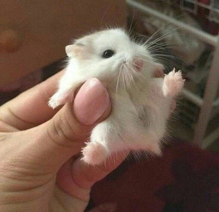 beautiful89281's tweet photo. Микрочелик желает вам спокойной ночи 🥰 https://t.co/BAb6RaojqN