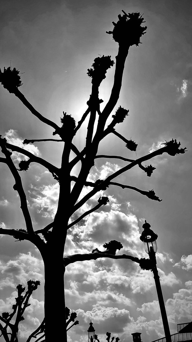 Took this picture of a tree on my lunch break <a href="/ATT/">AT&T</a> @teamDREAM_PGH <a href="/DariusSullivan9/">Darius Vernon Dimitri Sullivan</a>