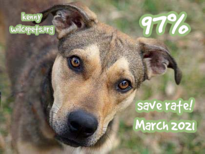 wilcopets's tweet photo. 🎉Our #SaveRate in March was 96%! Thank you to everyone who adopted, fostered, volunteered, donated, and supported our efforts - we couldn't do it without you! 🎉 https://t.co/cMJki1wBoa