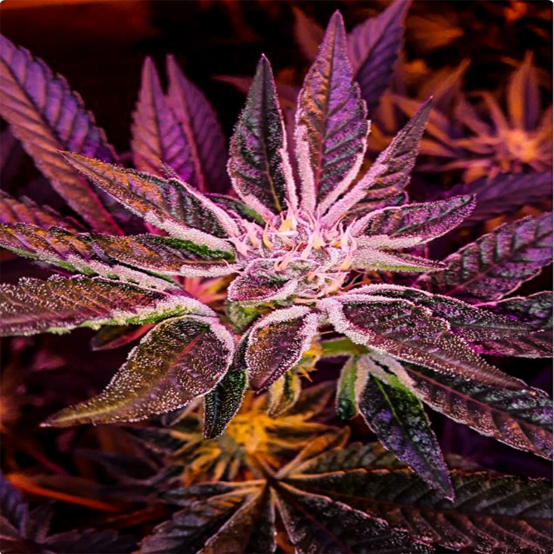 jesusgrowsza's tweet photo. Tomorrow I will post the strain list to pick from for the AUTO GIVEAWAY! Follow @jesusgrowsza on insta to enter, will begin next week 🔥🤟 #CapeTown #southafrica #420blaze https://t.co/ZcilGv8mv0