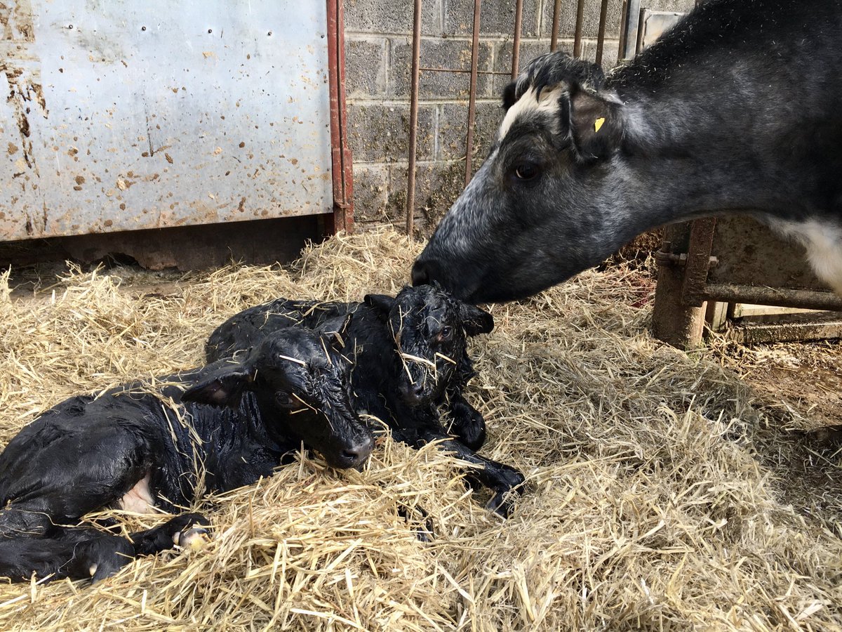 When the cow doesn’t calve and you find four legs at once, it turns out to be double trouble.