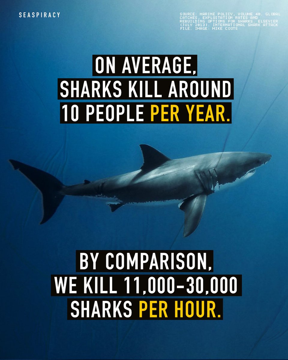 On average, sharks kill around 10 people per year. By comparison, we kill 11,000-30,000 sharks per hour.