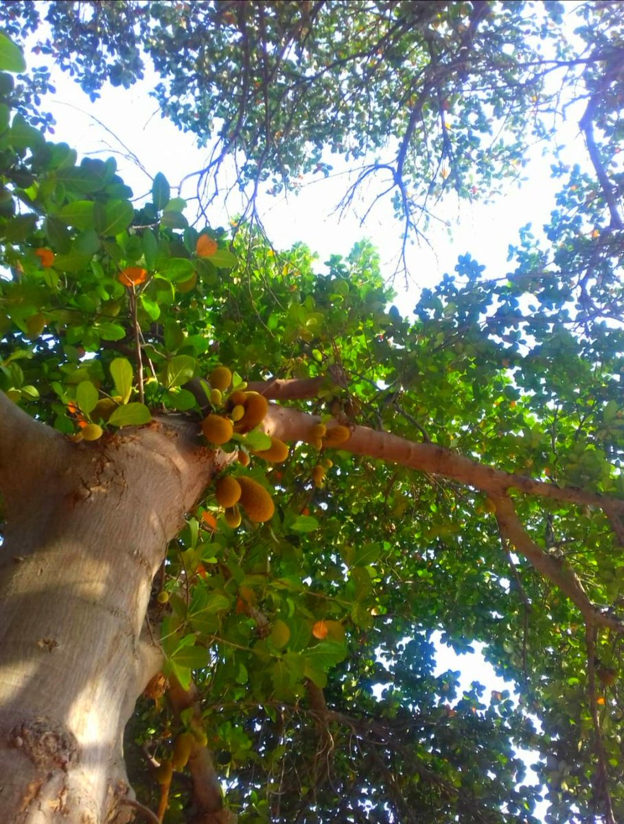 Jackfruit, the jack of all tastes...... 
With many #healthbenefits  and With #beautifulmessage - Hardcore outside, softcore inside🌼✨

#jackfruit
#NaturePhotography 
#trees 
#jackfruittree
#tropical 
#plants 
#GoGreen