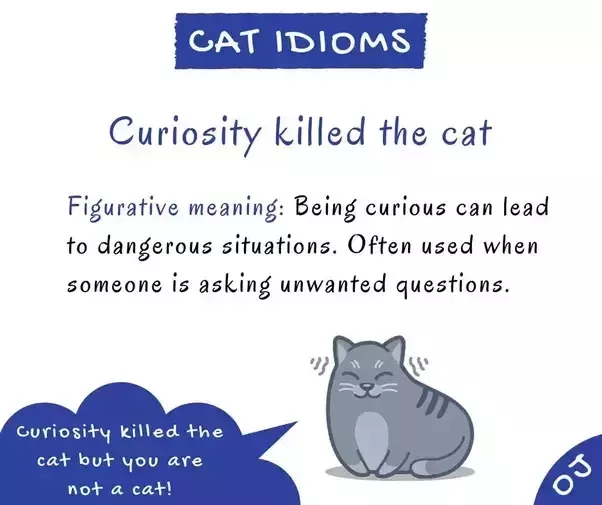 Curiosity Killed The Cat - English Cat Idioms and phrases  Idioms and  phrases, Cat idioms, Curiosity killed the cat