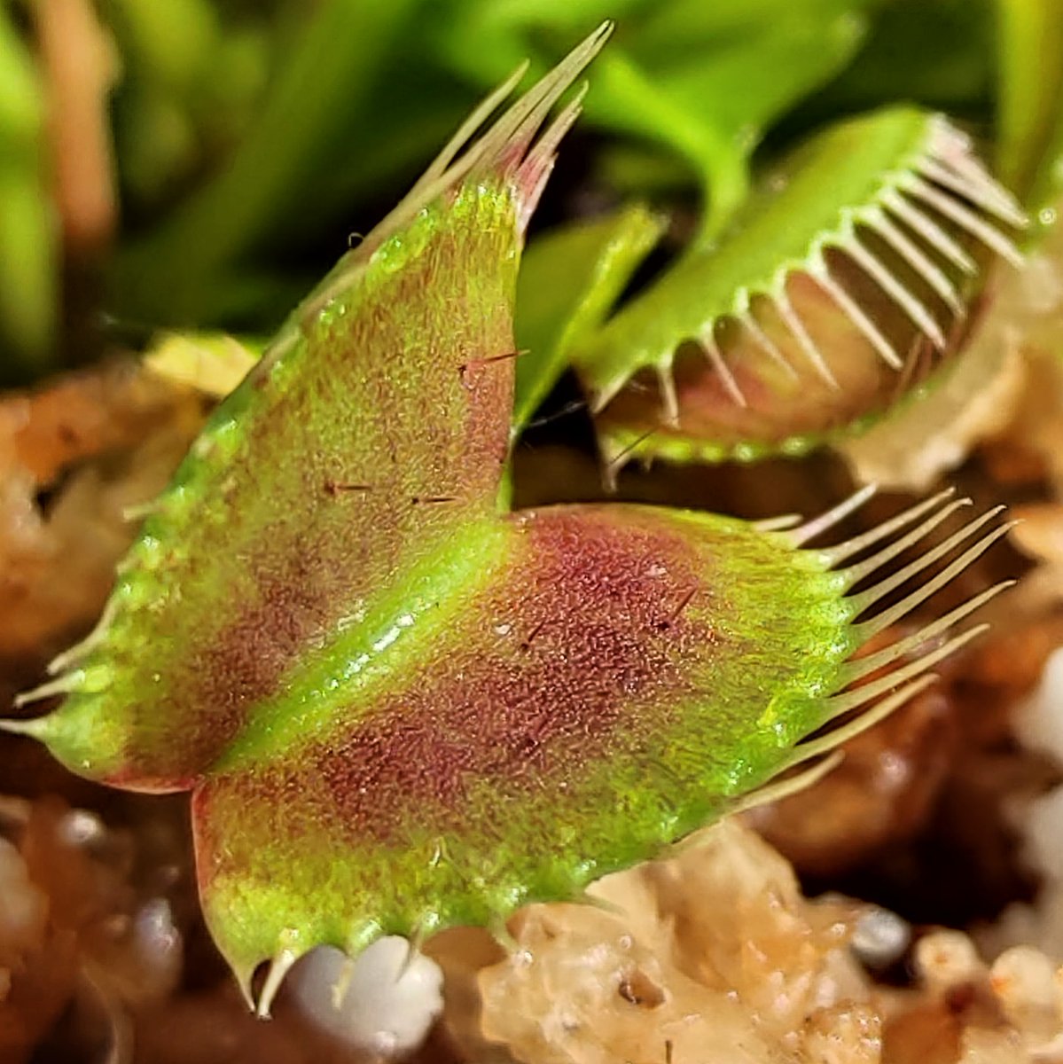 ApocalypsePlow's tweet photo. Check out those #triggerhairs inside this #trap! When prey wiggles against these hairs, it causes the trap to shut, with the insect inside.
#plantlyfe #plantlife #green #grow #nashville #nashvilletn #ApocalypsePlow #carniverousplants #venusflytrap #venusflytrap #dionaeamuscipula https://t.co/rQlSfCX2Dq