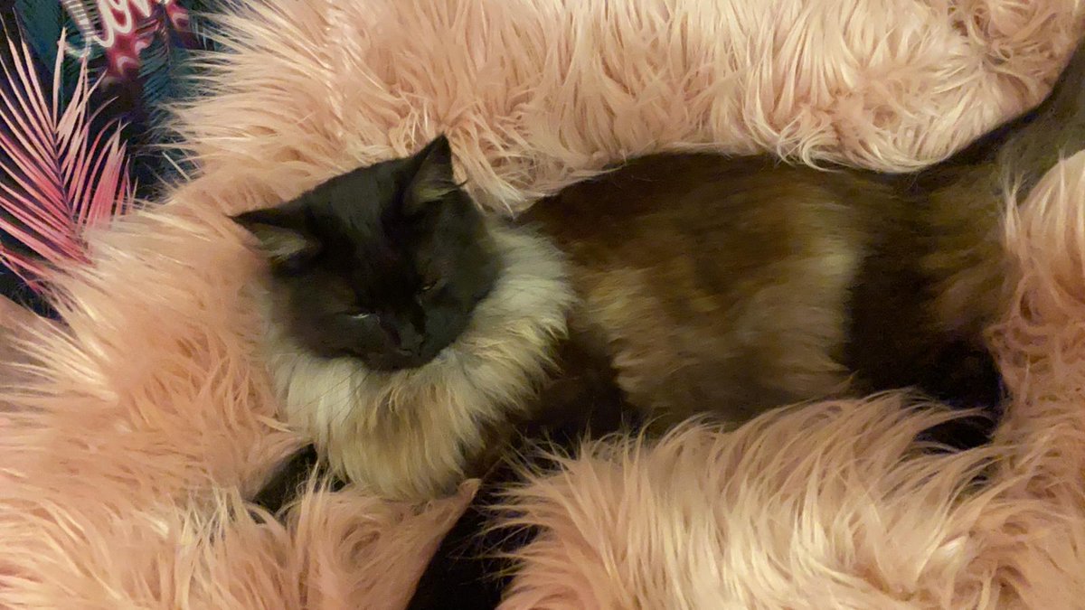 BerekBex's tweet photo. This just sums up what a birthday prince he is #CatsOnTwitter #EarTuftTuesday https://t.co/QvNmkxMjnp