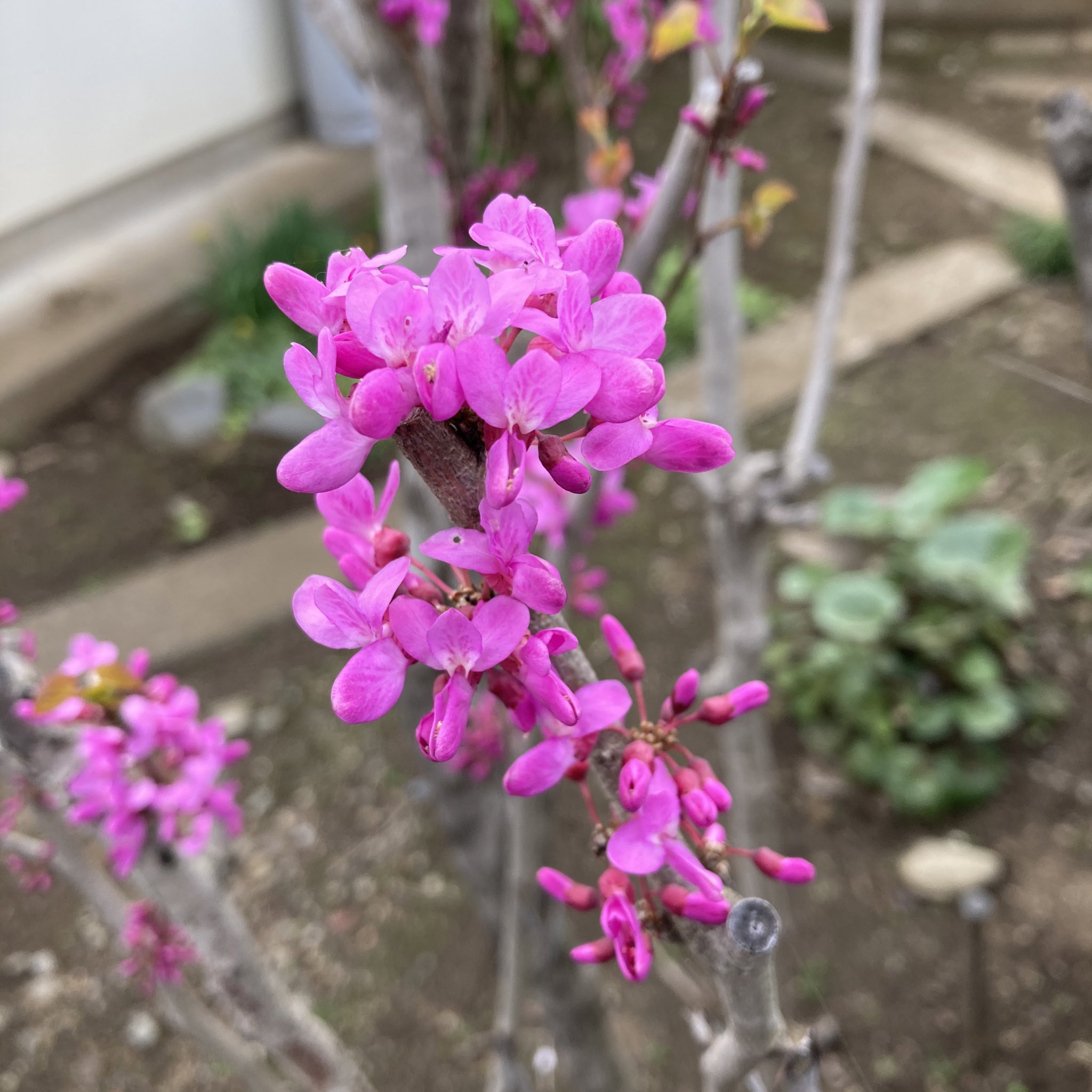 Tanya Soul Tanyasoull Twitter