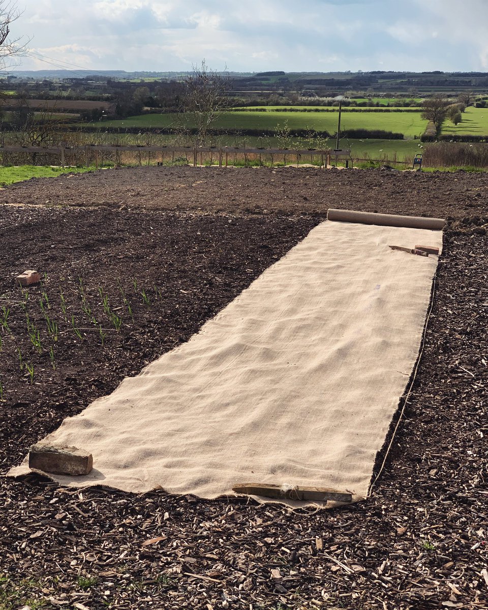 Day of unseasonably chilly spring weather that threw a blizzard at us so we’ve got a layer of hessian covering the soon-to-be potato beds. Garlic immediately to the left with some onions &amp; shallots in the other half of the bed. Rest of the potager still under preparation #nodig