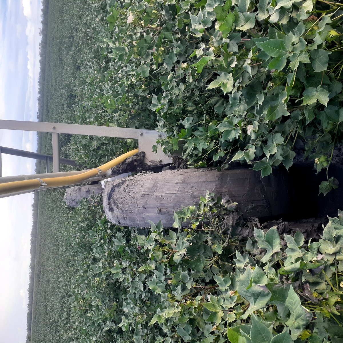 Any 1 got a trick to stop a pivot getting bogged. It's in some heavy black clay with narrow tires.
Once cotton is off will be re leveling
